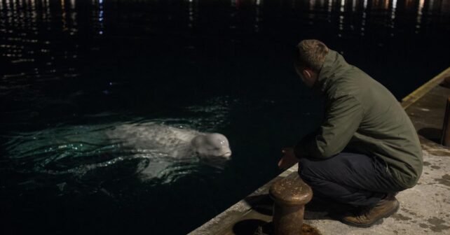 Une caméra de surveillance filme ce qui sort de lʼeau chaque soir sur le même quai