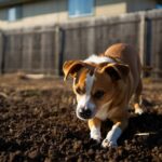 Une chienne creuse au même endroit du jardin tous les jours : sa famille finit par comprendre