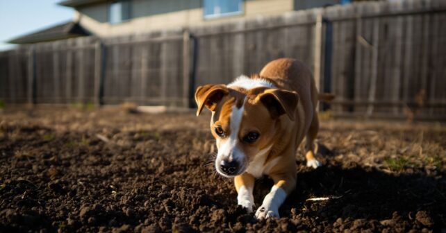 Une chienne creuse au même endroit du jardin tous les jours : sa famille finit par comprendre