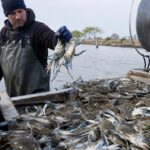 Une invasion de crabes bleus étouffe les lagunes italiennes et menace toute la pêche locale