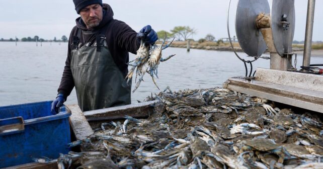 Une invasion de crabes bleus étouffe les lagunes italiennes et menace toute la pêche locale