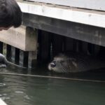 Une loutre géante sʼinstalle sous un ponton et refuse de partir malgré les tentatives