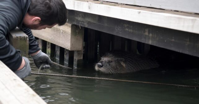 Une loutre géante sʼinstalle sous un ponton et refuse de partir malgré les tentatives