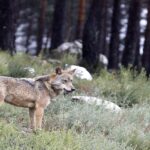 La population de loups de Cantabrie déclenche une nouvelle guerre avec le gouvernement : 177 spécimens et 25 meutes en litige