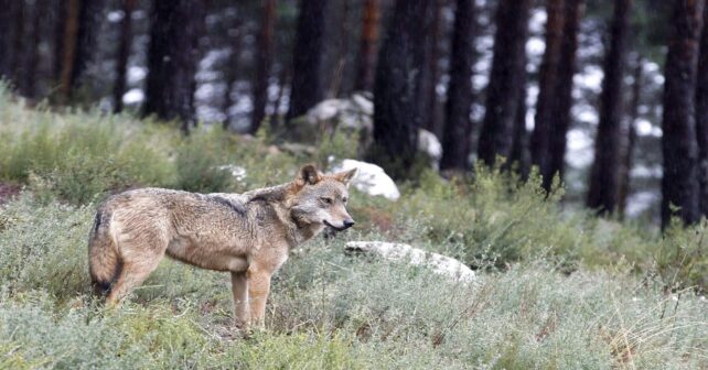 La población de lobos en Cantabria desata otra guerra con el Gobierno: 177 ejemplares y 25 manadas bajo disputa
