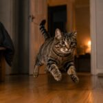 Les experts vétérinaires sont d'accord : pour que votre chat dorme la nuit, il faut « lui offrir un cycle naturel complet »