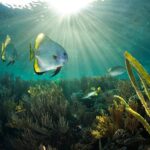 Restaurer la mer : l'Espagne mène sa première grande bataille pour récupérer l'océan sur 288 km²