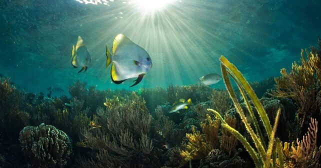Restaurar el mar: España se juega en 288 km² su primera gran batalla por recuperar el océano