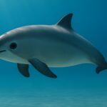 Journée de la Marina Vaquita 2026
