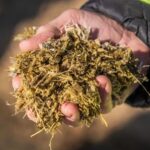 L'Europe accélère la bioéconomie durable : l'Andalousie entre dans le projet qui veut transformer l'utilisation de la biomasse