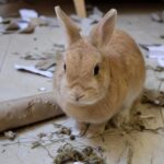 7 défauts du lapin nain quʼil vaut mieux connaître avant dʼen adopter un