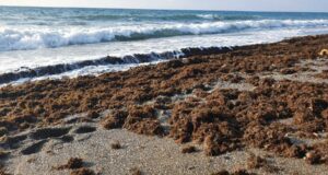 Alga asiática en Cantabria acumulada sobre una playa del litoral
