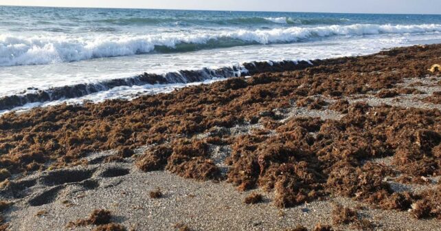Alga asiática en Cantabria acumulada sobre una playa del litoral