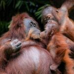 Apprentissage des orangs-outans : huit ans pour savoir manger