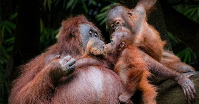 Cría observando a su madre durante el aprendizaje de los orangutanes en la selva