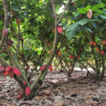 Des pluies extrêmes réduisent les récoltes mondiales de cacao