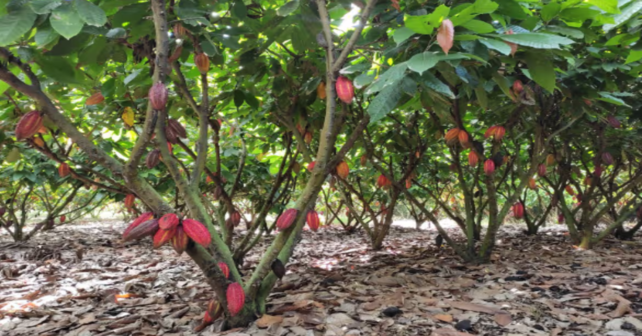 La lluvia extrema reduce las cosechas mundiales de cacao