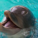 Dolphin Echo décède après avoir été sauvé de Marineland Canada