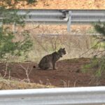 Encore un lynx ibérique écrasé : un chiot meurt sur une route où trois autres spécimens étaient déjà apparus