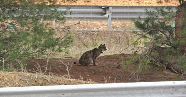 lince ibérico atropellado en una carretera de Ciudad Real