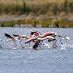 Flamants roses en Espagne : leur grand voyage automnal commence