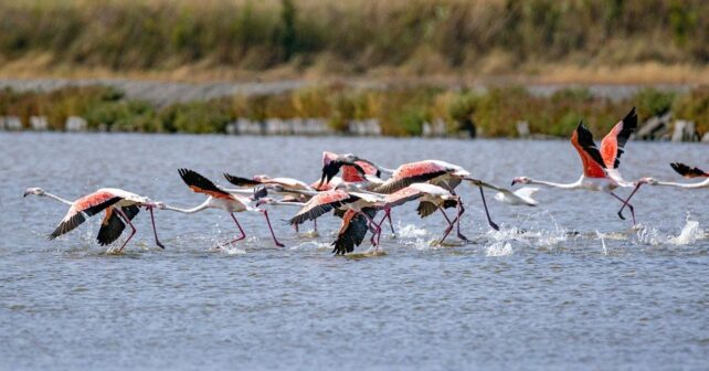 Flamencos en España volando hacia un humedal mediterráneo