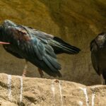 Ibis ermite en Catalogne : 15 oiseaux préparent leur lâcher