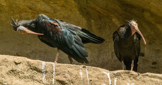 ibis eremita en Cataluña