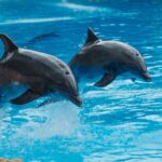 Ils demandent l'interdiction des expositions d'animaux à Selwo Marina