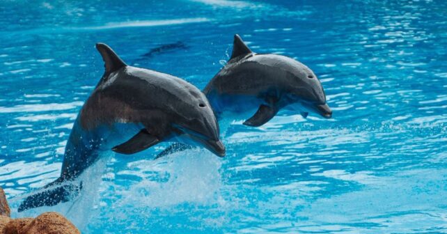 Piden prohibir los espectáculos con animales en Selwo Marina