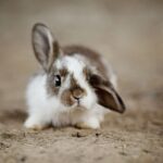 Journée internationale du lapin 2026