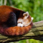 Journée internationale du panda roux 2026 : au bord du gouffre