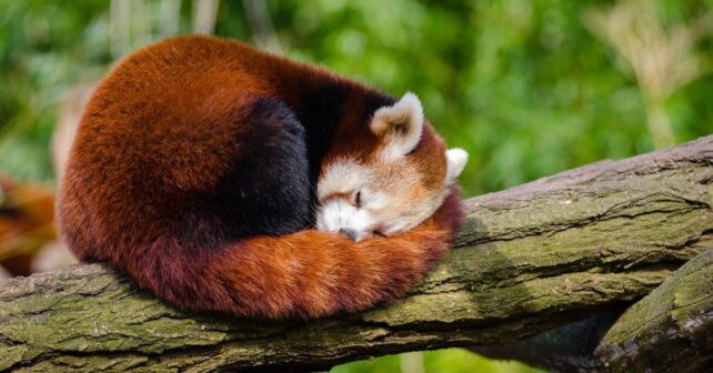Día Internacional del Panda Rojo 2026 alerta sobre su peligro de extinción