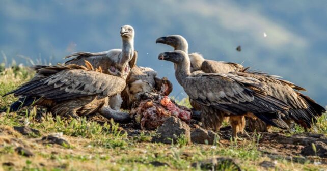 Día Internacional del Buitre 2026: los «sanitarios» de la naturaleza están en peligro y su desaparición nos afecta a todos