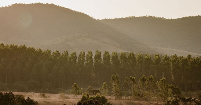 Día Mundial Contra el Monocultivo de Árboles 2026 en una plantación industrial