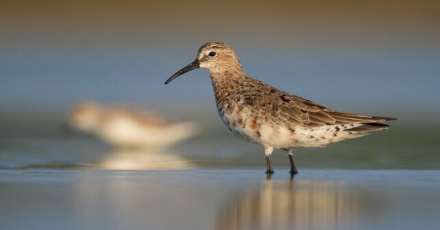 Día Mundial de las Aves Limícolas 2026 con aves playeras alimentándose en un humedal costero