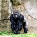 Journée mondiale des primates 2026 : un appel urgent à protéger les espèces les plus menacées