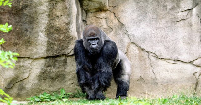 Día Mundial de los Primates 2026: una llamada urgente para proteger a las especies más amenazadas