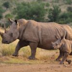Journée mondiale des rhinocéros 2026