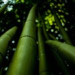 Journée mondiale du bambou 2026 : la plante capable de régénérer l'avenir