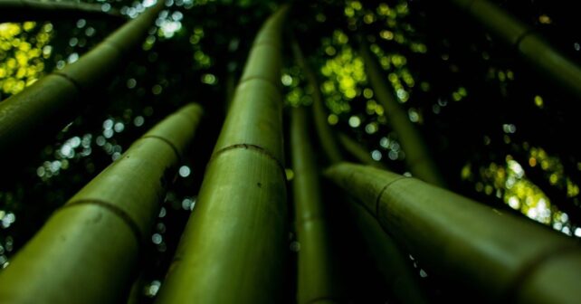 Día Mundial del Bambú 2026 destaca su valor para restaurar ecosistemas