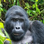 Journée mondiale du gorille 2026 : rappelez-vous pourquoi il est essentiel de protéger ce grand primate