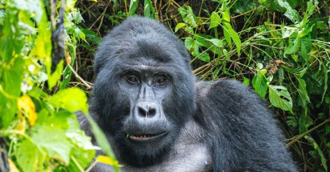 Día Mundial del Gorila 2026 con un gorila de montaña en un bosque africano