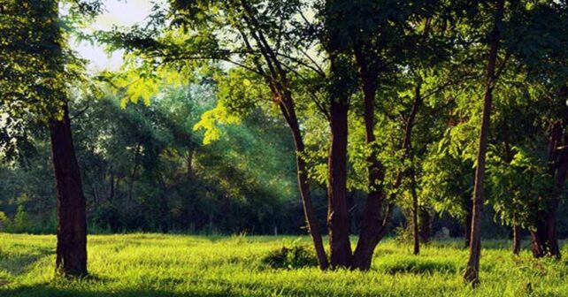 gestión forestal para prevenir incendios en los bosques de Cataluña ante el cambio climático