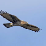 La Navarre commence à récolter les fruits d'années de conservation : deux aigles de Bonelli naissent dans des territoires récupérés