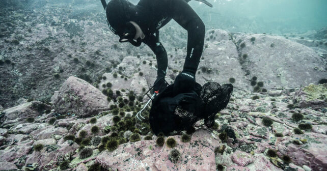 Buceador recogiendo erizos de mar sobre un fondo rocoso sin algas en Noruega