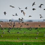 La biodiversité agricole s’effondre : les oiseaux des champs chutent de 27 % en moins de trois décennies