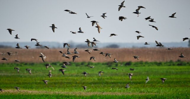 La biodiversidad en la agricultura ante el descenso del 27 % de las aves agrarias