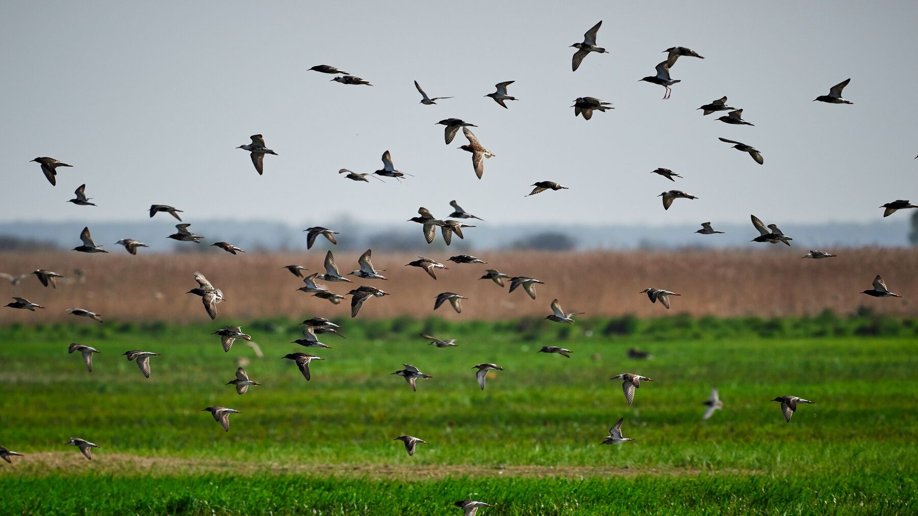 La biodiversité agricole s'effondre : les oiseaux des champs chutent de 27 % en moins de trois décennies -