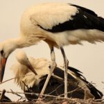 La cigogne blanche bat un record à Banyoles : 19 poussins sont nés et presque le double de ceux de 2025
